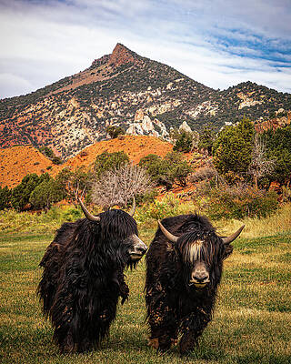 Utah Wall Art featuring the photograph Yackety Yak by Tim Lyden