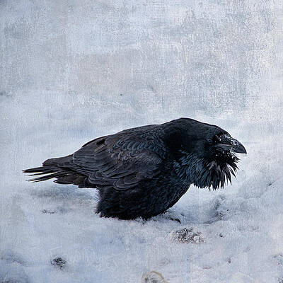 Wall Art featuring the photograph Yard Bird by Fred Denner