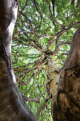 Majestic Tree Canopy View Photograph