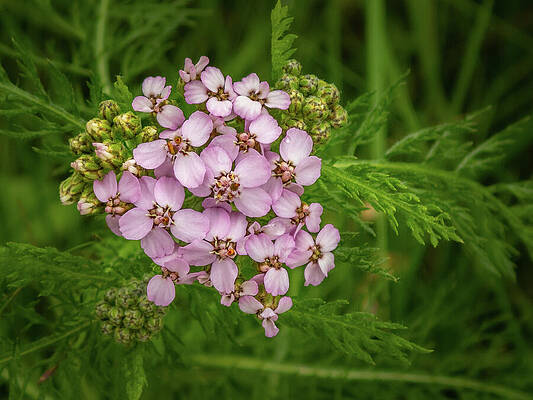 Wall Art featuring the photograph Yarrow On A Hillside In Juneau by Nancy Gleason