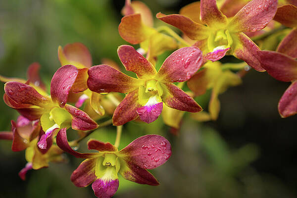 Hawaii Wall Art featuring the photograph Yellow And Magenta Orchid In Kauai Garden by Nancy Gleason