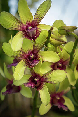 Hawaii Wall Art featuring the photograph Yellow And Magenta Orchid by Nancy Gleason