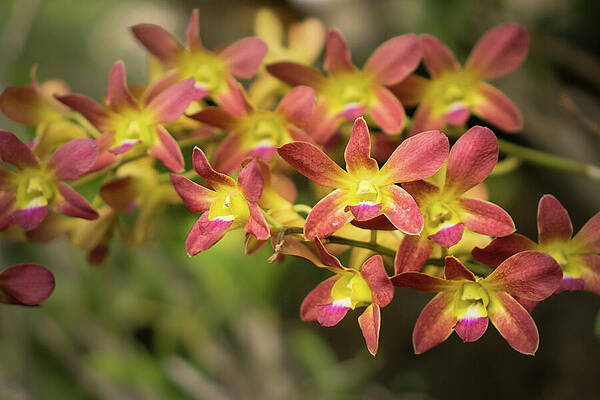 Hawaii Wall Art featuring the photograph Yellow And Orange Orchid #2 by Nancy Gleason