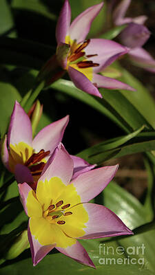 Beautiful Photograph - Yellow And Pink by D Lee