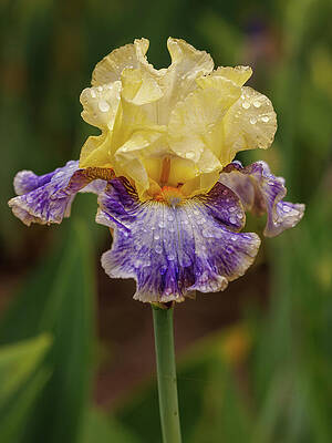 Wall Art featuring the photograph Yellow And Purple Bearded Iris by Jean Noren
