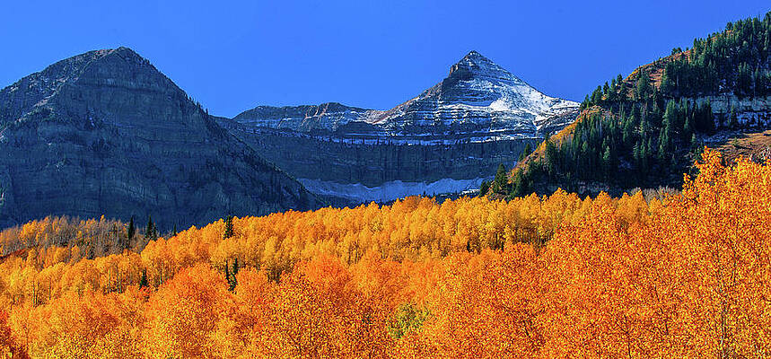 Landscape Photograph - Yellow Aspens Below Mount Timpanogos by Abbie Warnock