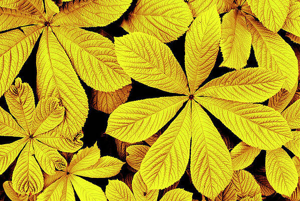 Photograph - Yellow Autumn Leaves by Severija Kirilovaite