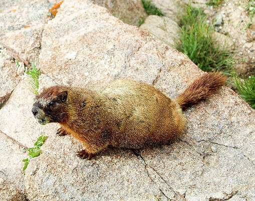 Colorado Wall Art featuring the photograph Yellow-bellied Marmot by Shirley Dutchkowski