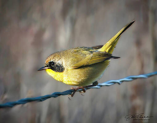 Yellow Bird on a Wire Wall Art