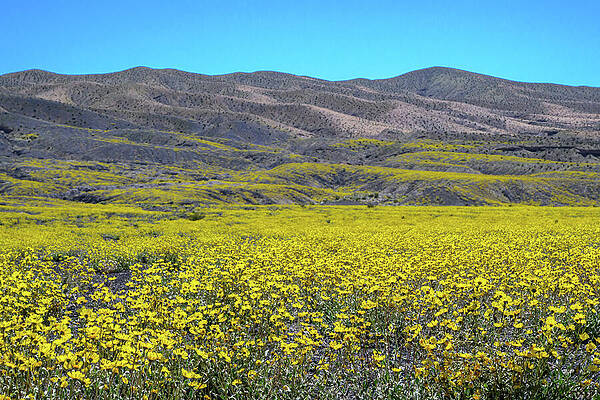 Sky Photograph - Yellow Bloom In Death Valley by Matt Halvorson