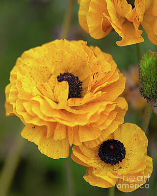 Garden Photograph - Dazzling Yellow Persian Buttercup Flower by Abigail Diane Photography