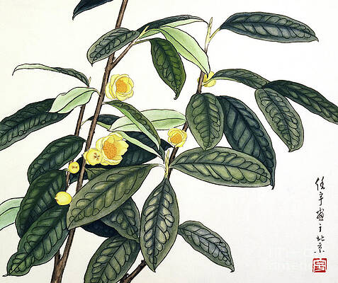 Garden Painting - Yellow Camellias by Ren Yu