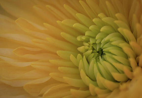 Yellow Wall Art featuring the photograph Yellow Chrysanthemum by Kevin Schwalbe