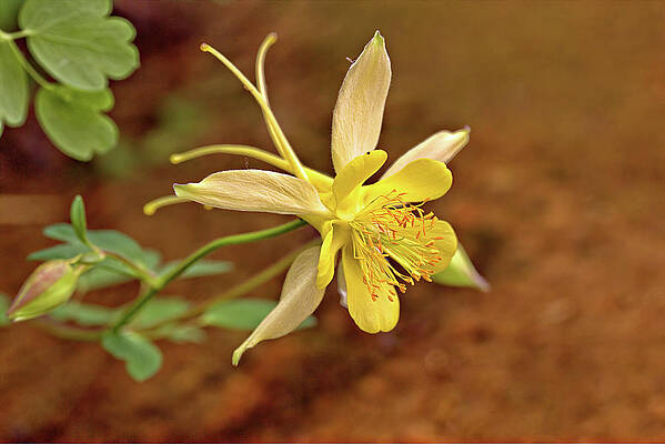 Wildflower Photograph - Yellow Columbine by Bob Falcone