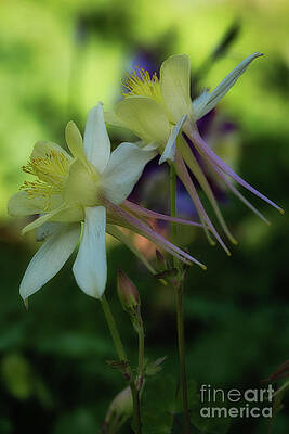 Wall Art featuring the photograph Yellow Columbine Flower by Abigail Diane Photography