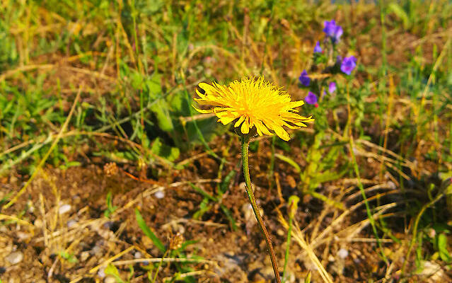 Photograph - Yellow Dandelion Photo With The Grass Background Out Of Focus by Nicko Prints