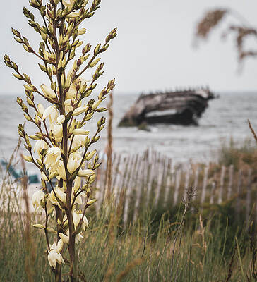 Natural Photograph - Yellow Flowers And A Shipwreck by Jason Fink