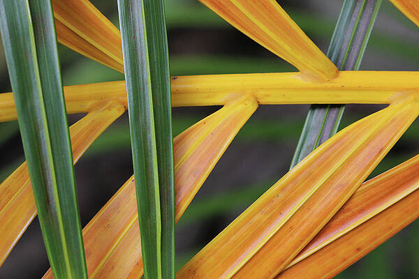 Natural Florida Photograph - Yellow Green Palm Fronds by Decoris Art