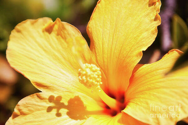 Wall Art featuring the photograph Yellow Hibiscus Flower In Springtime by Tatiana Travelways