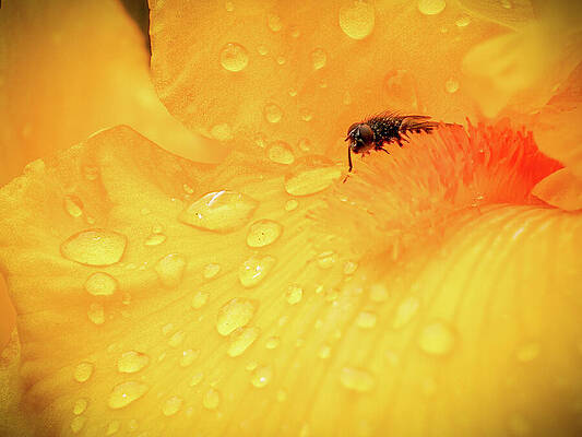 Wall Art featuring the photograph Yellow Iris Invader by Jean Noren