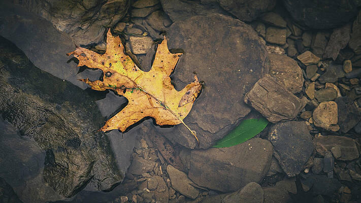 Fall Photograph - Yellow Leaf Floating Above Stones by Jason Fink