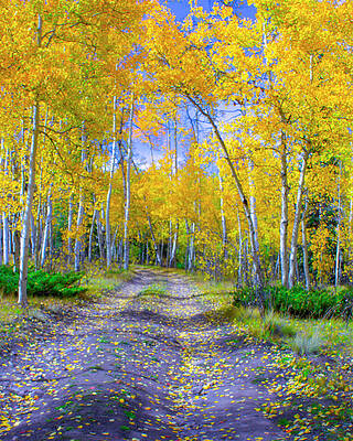 Photograph - Yellow Leaf Road by Jim E Johnson