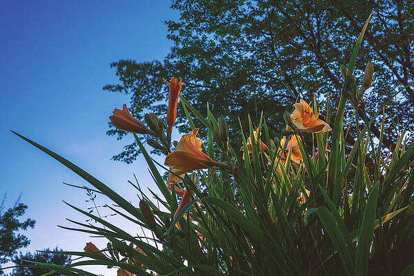 Wall Art featuring the photograph Yellow Lilies At Dusk by Jason Fink