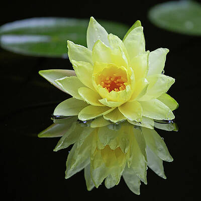 Background Photograph - Yellow Lily Reflection by Gina Fitzhugh