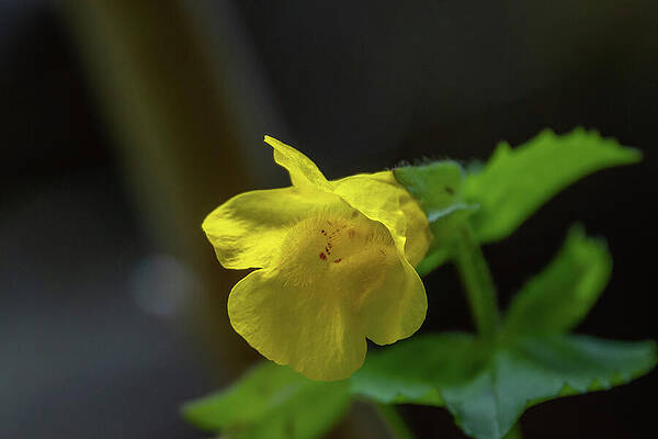 Wall Art featuring the photograph Yellow Monkeyflower Blossom by Nancy Gleason