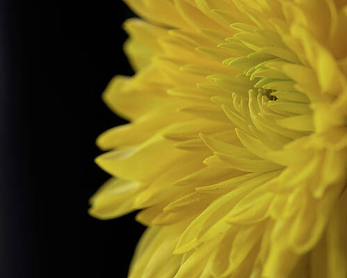 Yellow Wall Art featuring the photograph Yellow Mum by Kevin Schwalbe