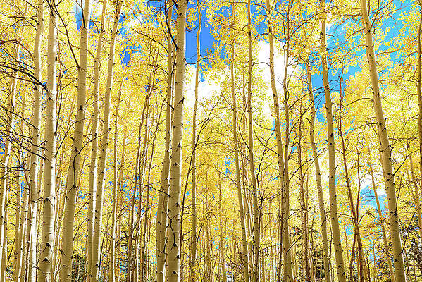 Nps Photograph - Yellow Nature by Matt Halvorson