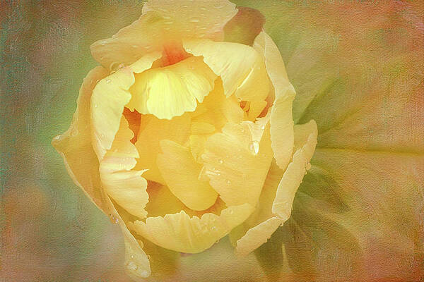 Flower Photograph - Yellow Peony by Susan Candelario