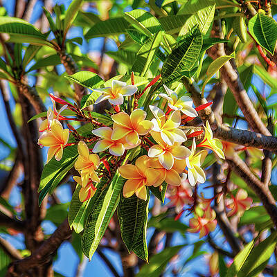 Wall Art featuring the photograph Yellow Plumeria Flowers by Tatiana Travelways