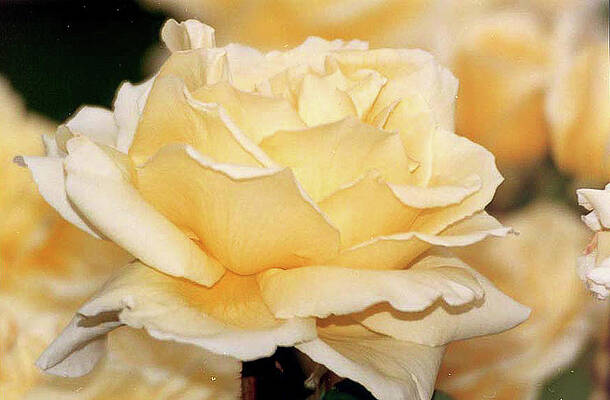 Flower Wall Art featuring the photograph Happy Yellow Rose by Bonnie Colgan