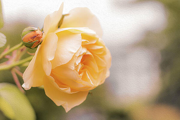 Beautiful Wall Art featuring the photograph Yellow Rose In Bloom by Shannon Williams