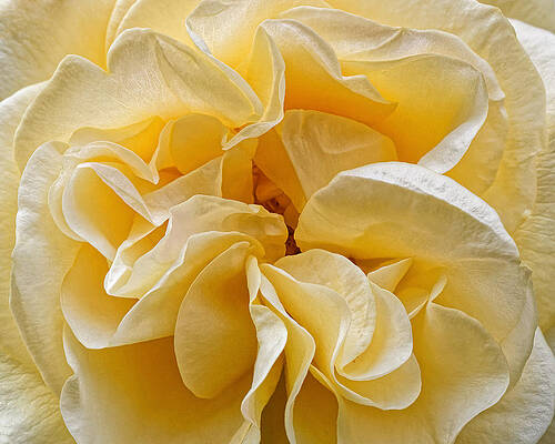Wall Art featuring the photograph Yellow Ruffles - Rose by KJ Swan