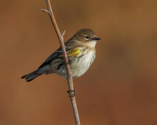 Wing Photograph - Yellow-rumped Warbler by Joe Fisher