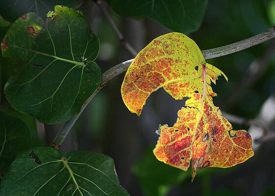 Wall Art featuring the photograph Yellow Sea by Gian Smith