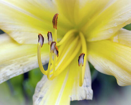 Photograph - Yellow Stamen by Robert Allen Hill