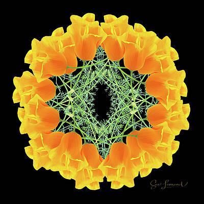 Vibrant Floral Mandala Wall Art