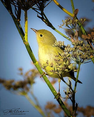 Sky Photograph - Yellow Warbler by Joe Fisher
