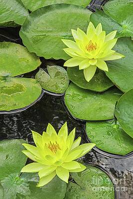 Nature Photograph - Yellow Water Lillies by D Lee