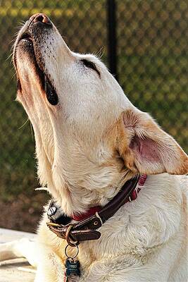 Wall Art featuring the photograph Yellow1 by John Linnemeyer