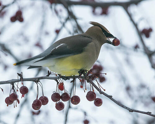 Photograph - Yellowbelly Waxwing by Robert Allen Hill