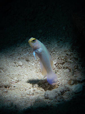 Underwater Wall Art featuring the photograph Yellowhead Jawfish Dancing In The Spotlight by Brian Weber