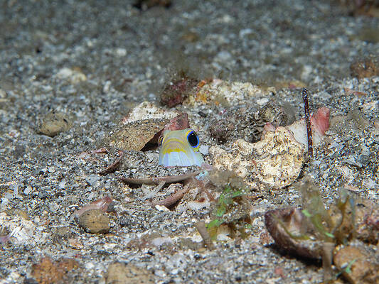 Fish Photograph - Yellowhead Jawfish Peeking Out by Brian Weber