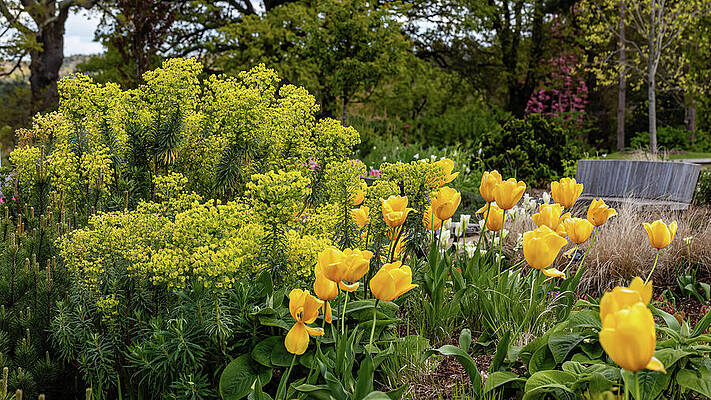 Spring Wall Art featuring the photograph Yellows by Shirley Mitchell