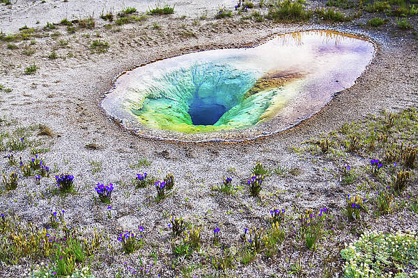 Vibrant Wall Art featuring the photograph Yellowstone Belgian Pool At Springtime by Tatiana Travelways