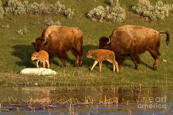 Yellowstone Bison Red Dog Season by Adam Jewell