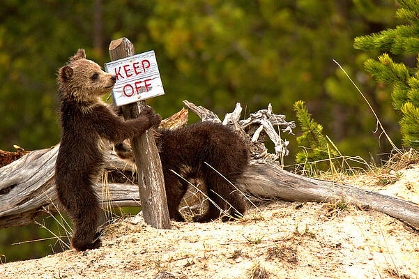 Yellowstone Junior Rangers by Adam Jewell